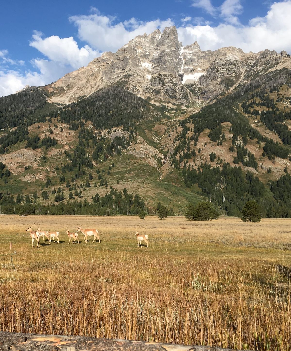 Dreams of Ancient Warriors