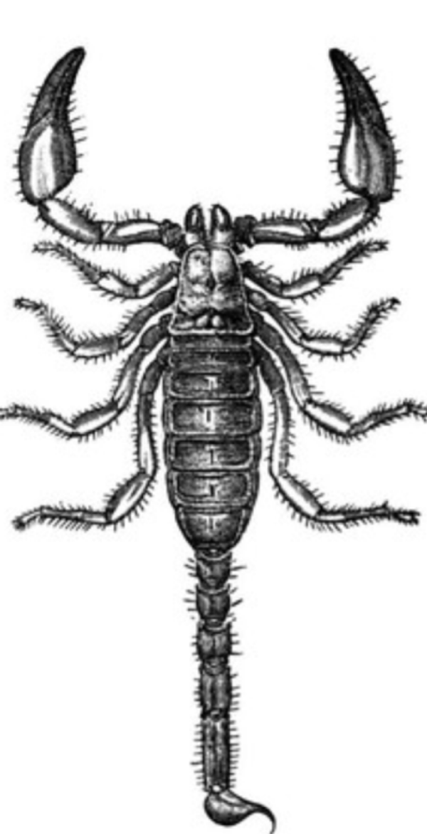 The Scorpion and the Frog