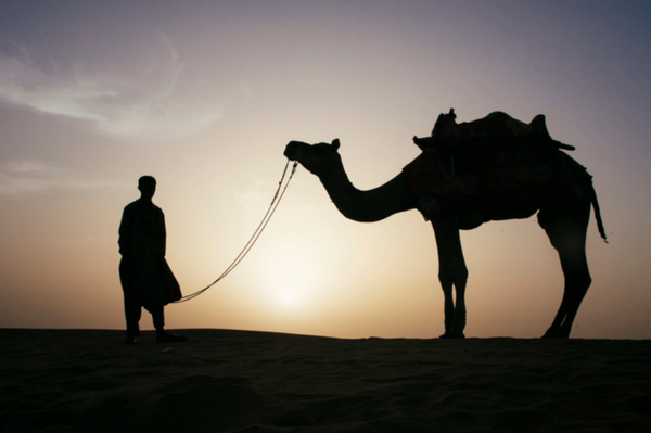 Trust in Allah, But Tie Your Camel, by Russ Costa