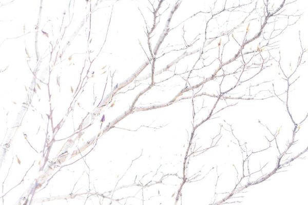 A Meditation on Love and Cancer