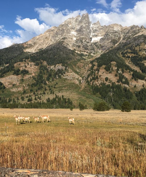 Dreams of Ancient Warriors