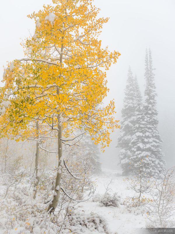 Snow Falls Again in Autumn