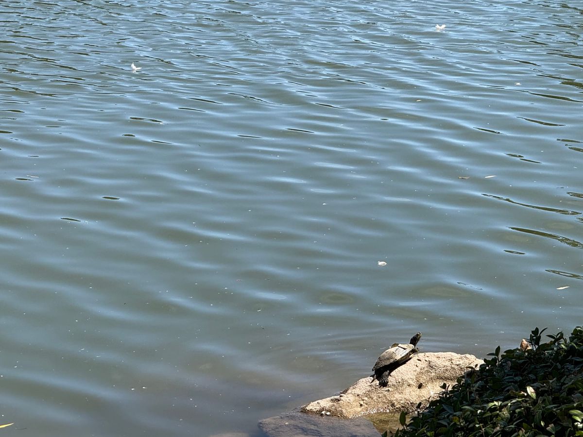A little turtle on a rock in the bottom right corner of the frame with some vegetation nearby. It is surrounded by water.
