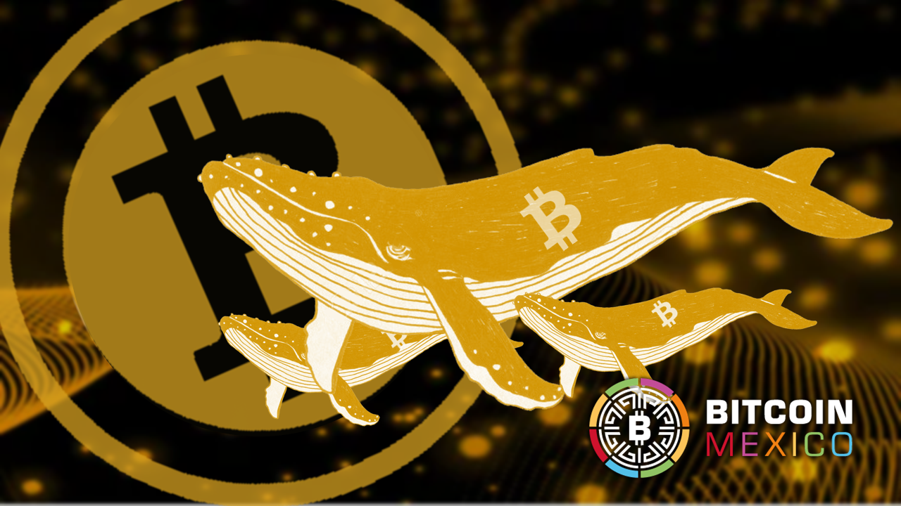 BTC: Menos ballenas pero cada vez más grandes