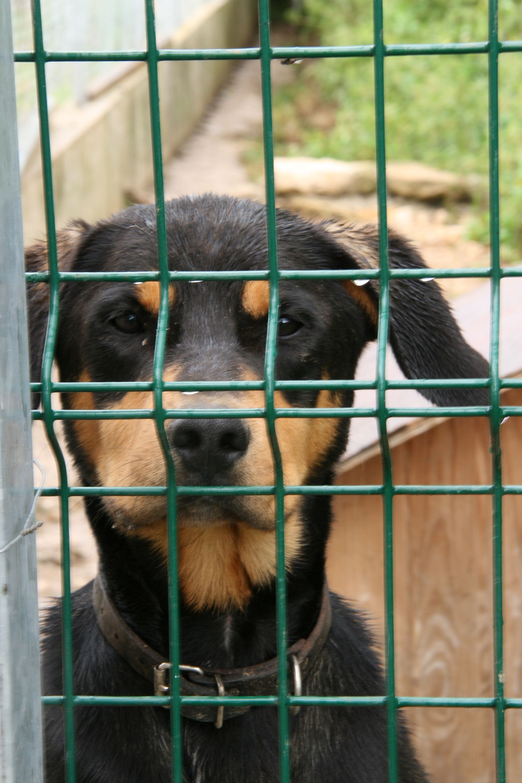 Les adoptions et l'accueil du public sont suspendues le temps du confinement