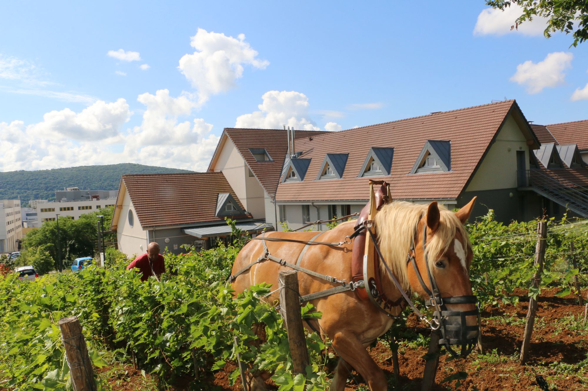Les vignes de l'espoir ont été bichonnées