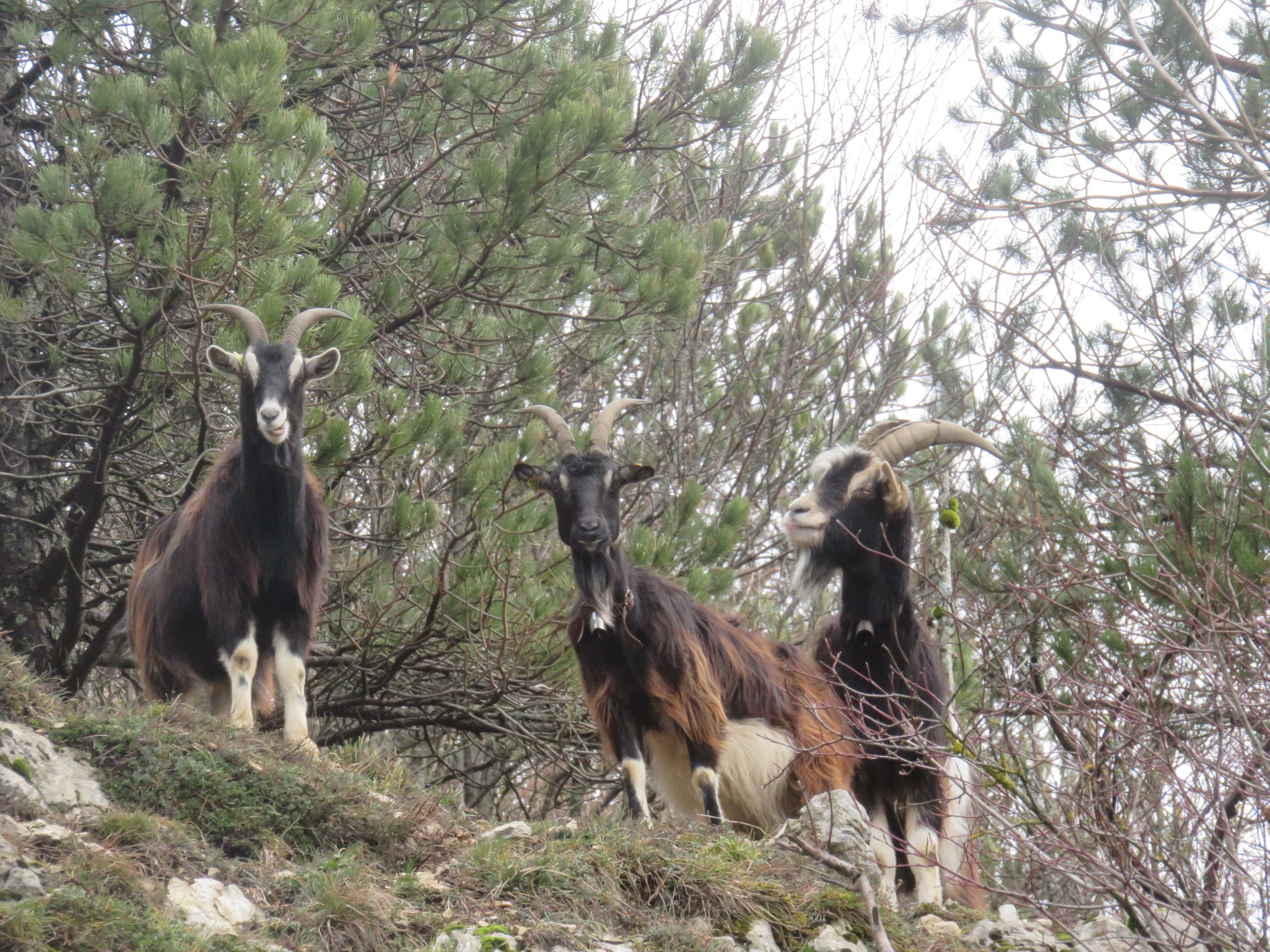 Hautepierre-le-Châtelet. Tourisme et biodiversité font bon ménage à la Roche de Hautepierre