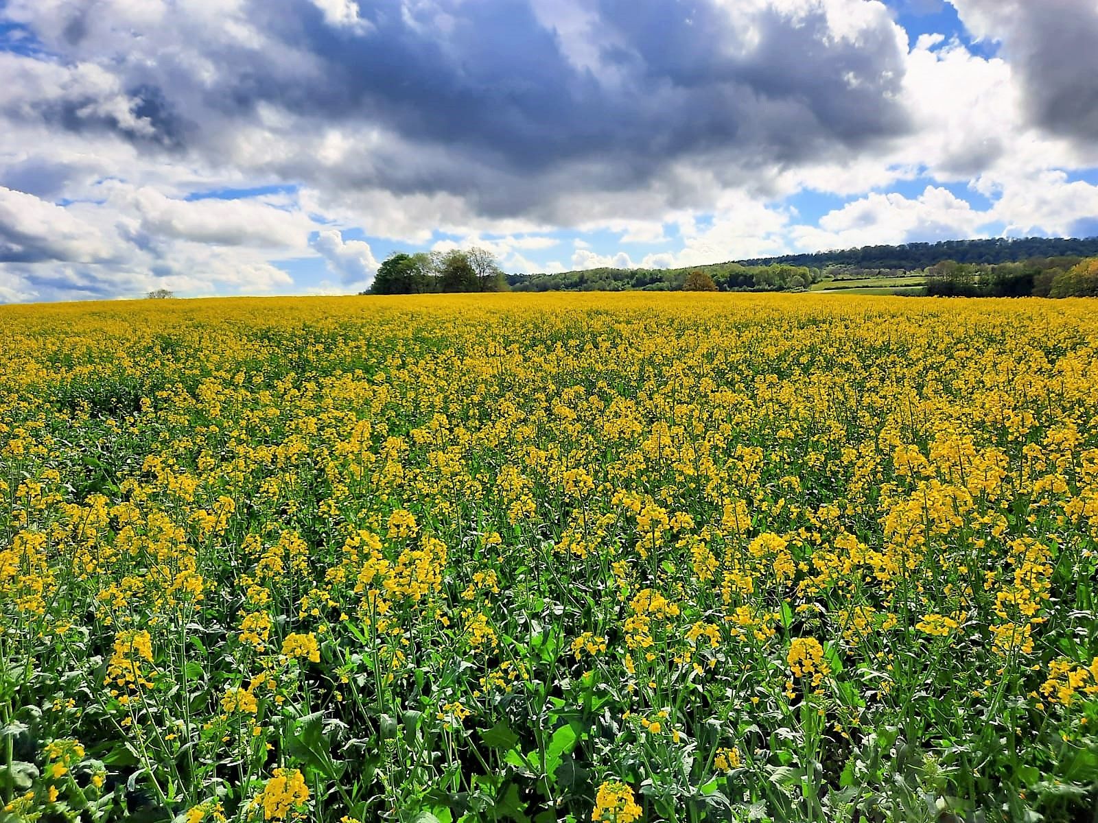 Le prix des céréales s'envole.