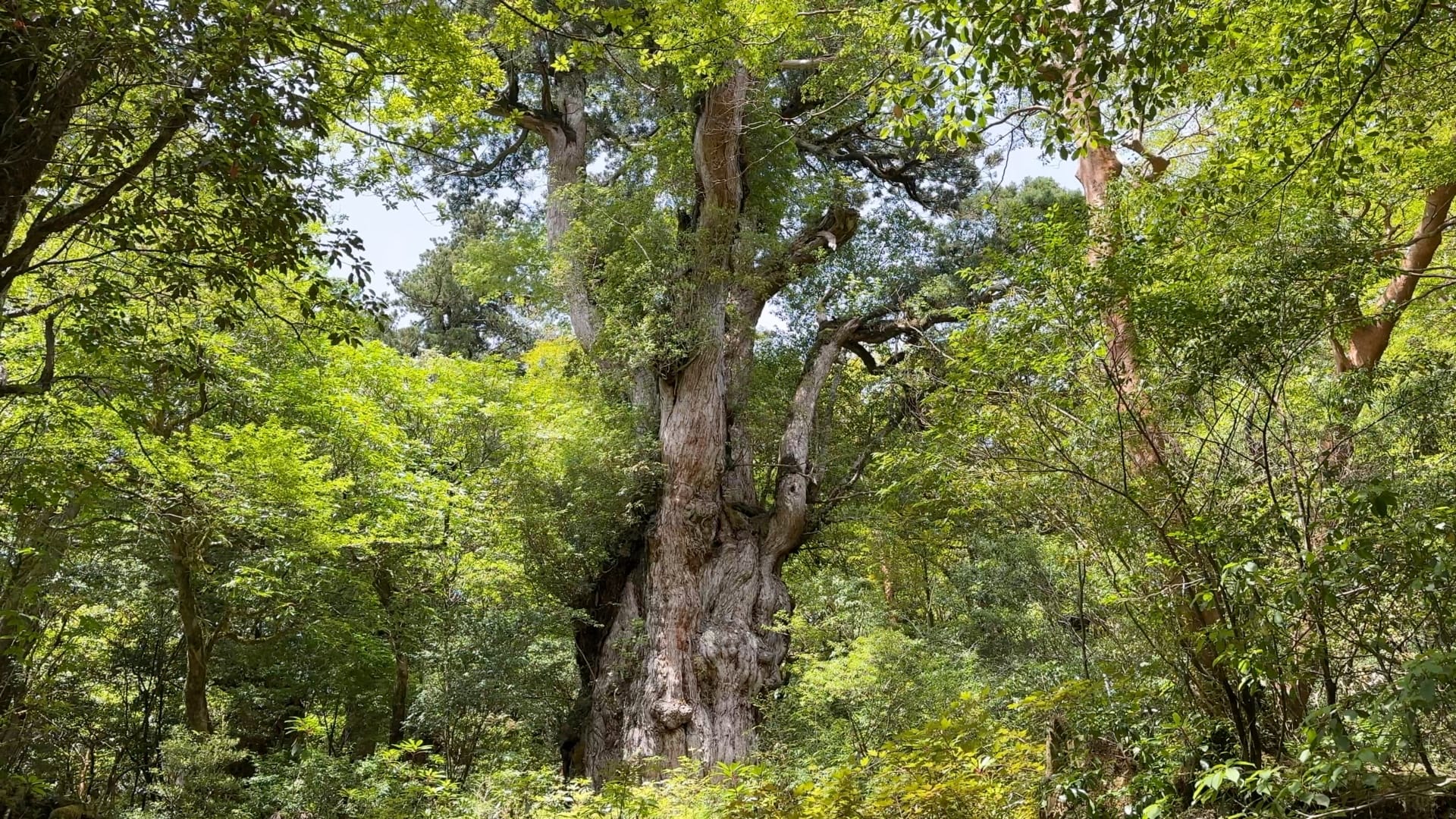 Jōmon-Sugi: Ein Wahrzeichen von Yakushima.