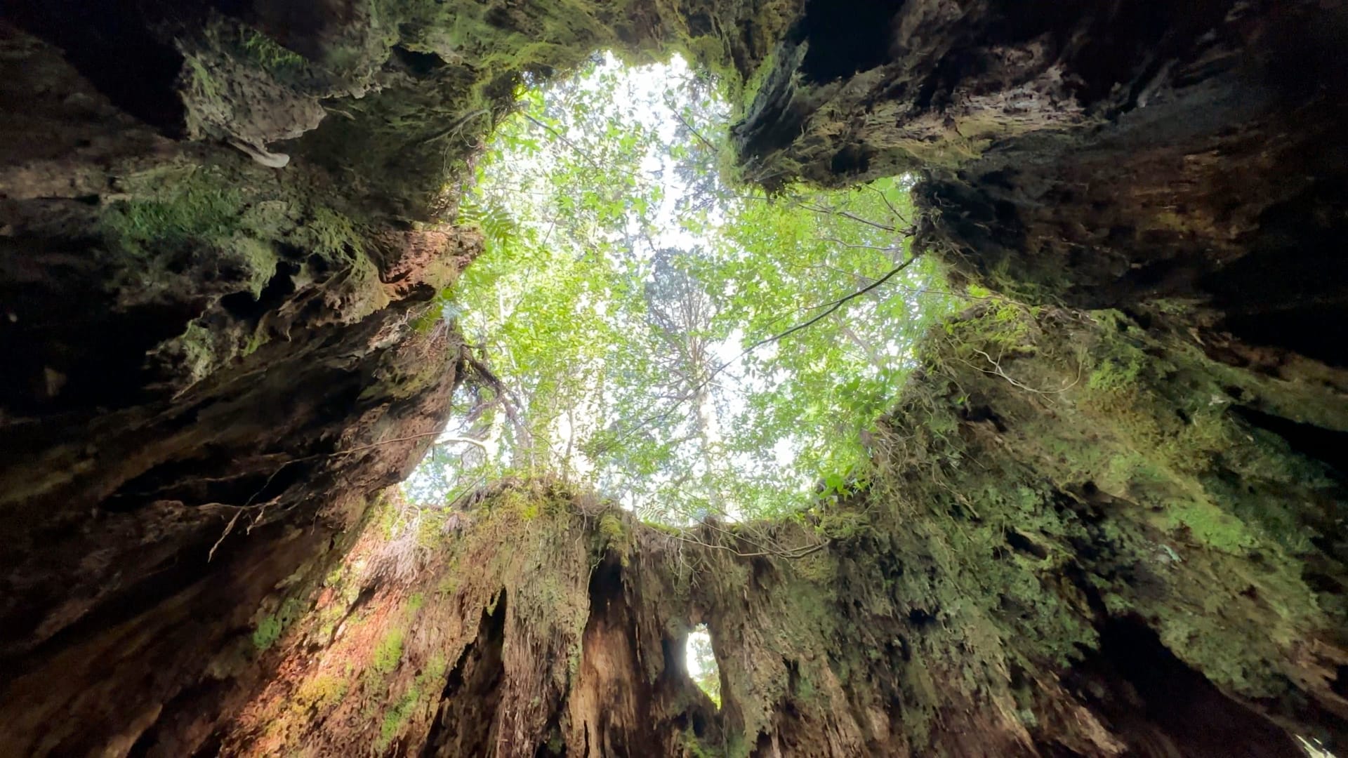 Im Innern des Wilson's Stump.