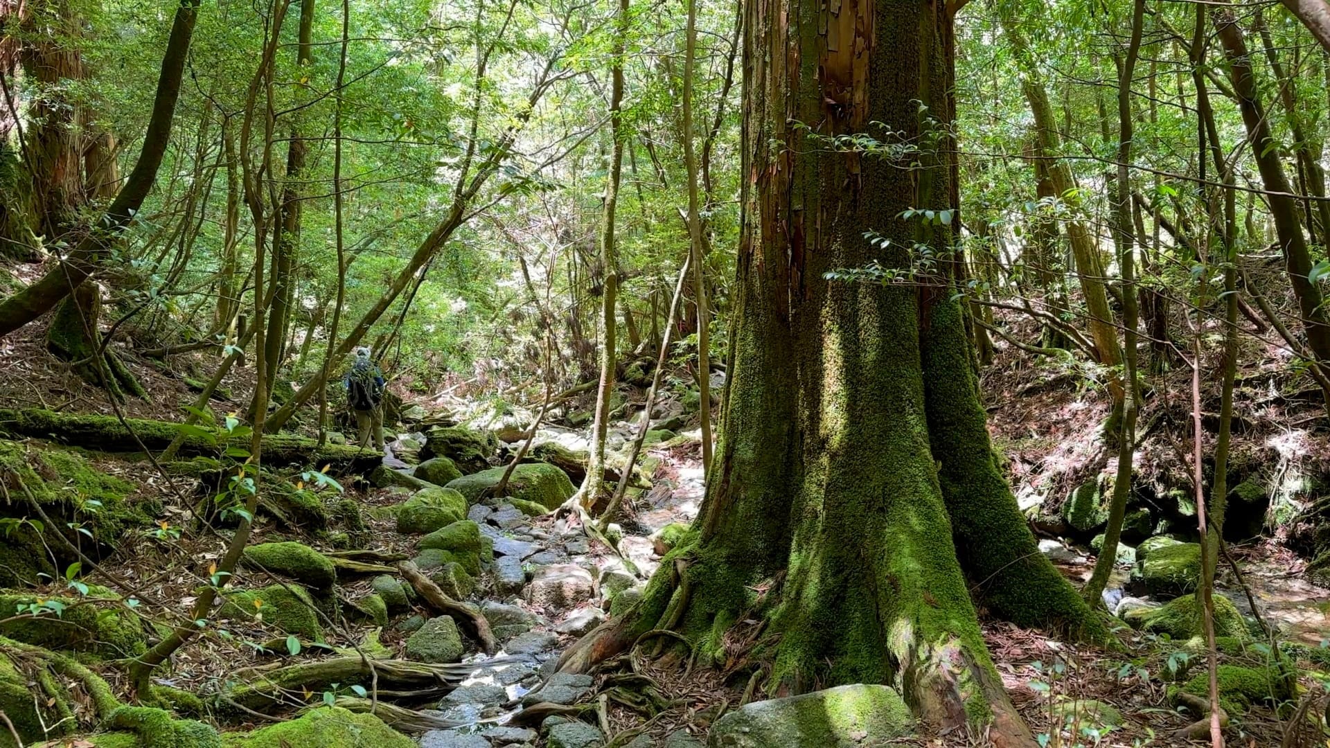 Der Wald erholt sich seit über 50 Jahren wieder.