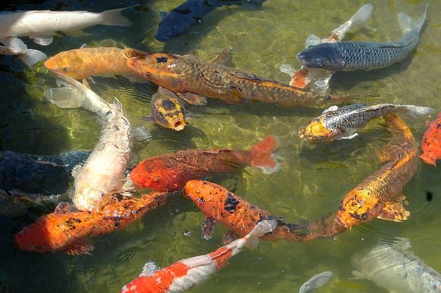 Ein teueres Hobby: Koi-Karpfen in Japan.