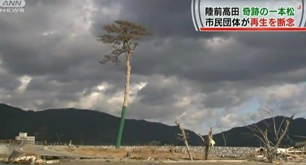 Die Wurzeln sind verfault: Die letzte Kiefer des einstigen Waldes an der Küste von Rikuzentakata.