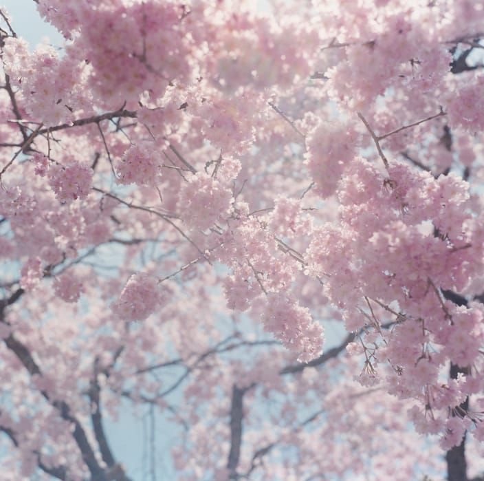 Aus der Serie Illuminance von Rinko Kawauchi.