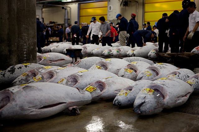 Eine Thunfisch-Auktion auf dem Fischmarkt in Tsukiji.