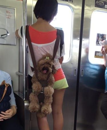 Der Hunde-Rucksack