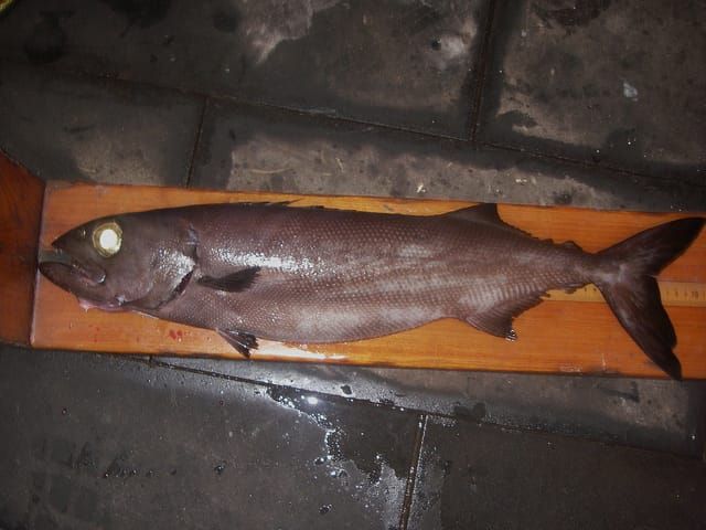 Ein Ölfisch.