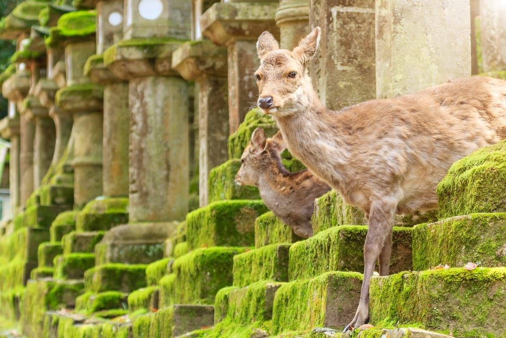 Ein Wahrzeichen von Nara: Die japanischen Sikahirsche.