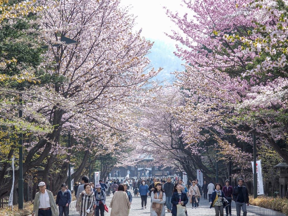 Die Kirschblüten-Allee im Maruyama-Park in einem gewöhnlichen Jahr.