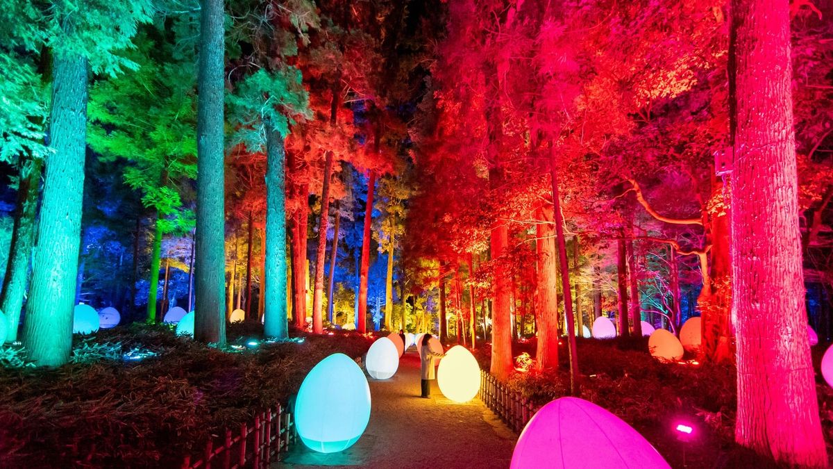 Neue Farben im Wald.