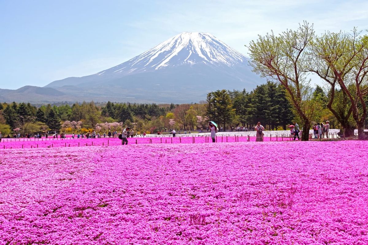 Das "Fuji Shibazakura Festival" im Jahr 2017.
