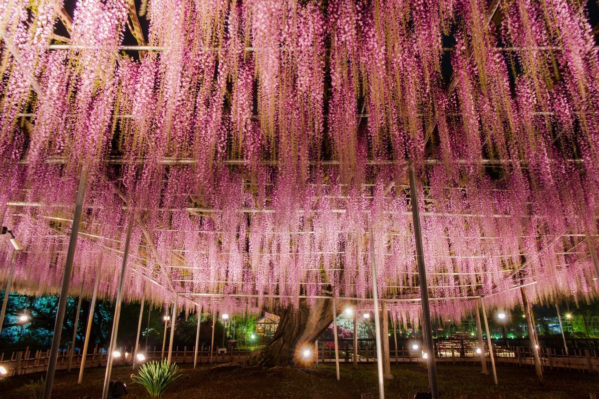 Der Blauregen im Ashikaga Flower Park. (Archivbild)