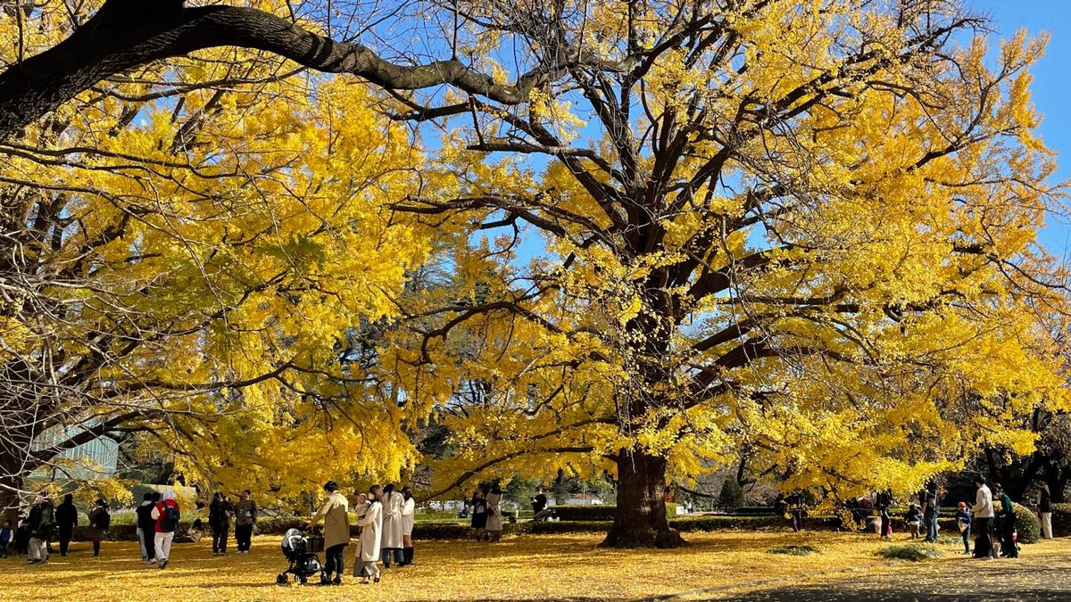 Herbststimmung im Shinjuku Gyoen.