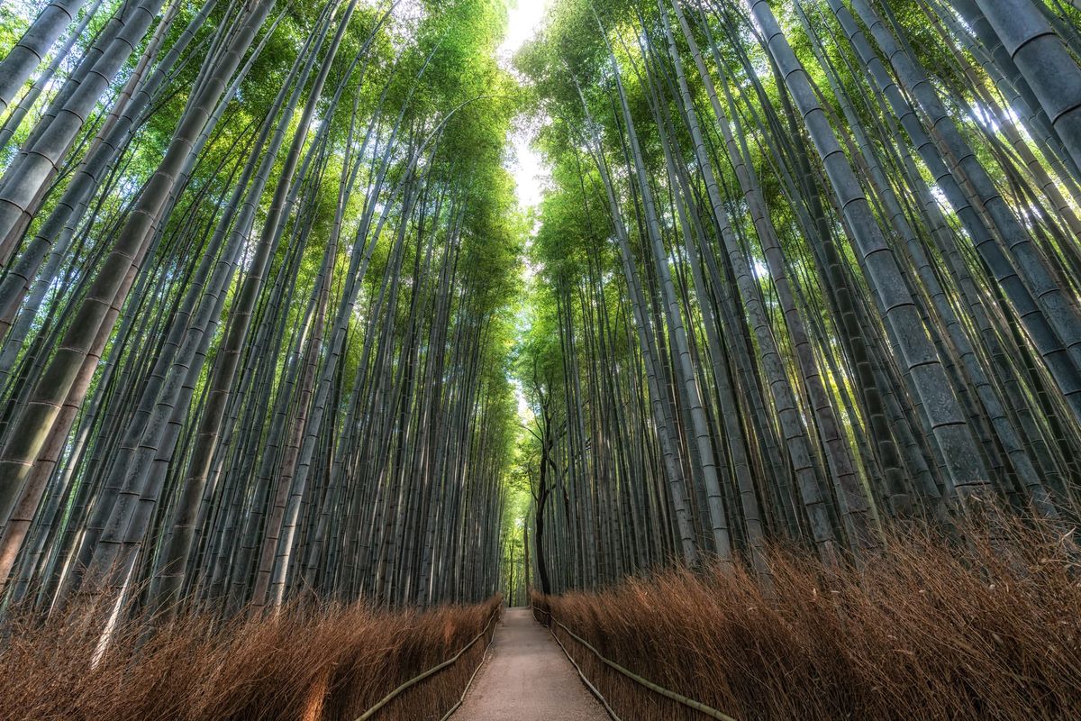 Die Beschädigung des Bambuswaldes