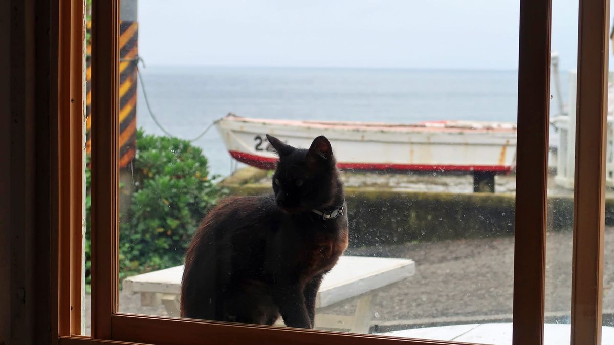 Eine Reise zur Katzeninsel