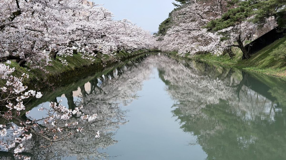 Kirschblüten nach dem grossen Ansturm