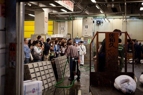 Bald ein Bild der Vergangenheit: nur noch eine begrenzte Anzahl Touristen soll Zutritt zum Tokioter Fischmarkt Tsukiji erhal…