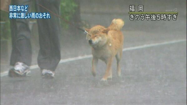 Hundewetter ohne Ende