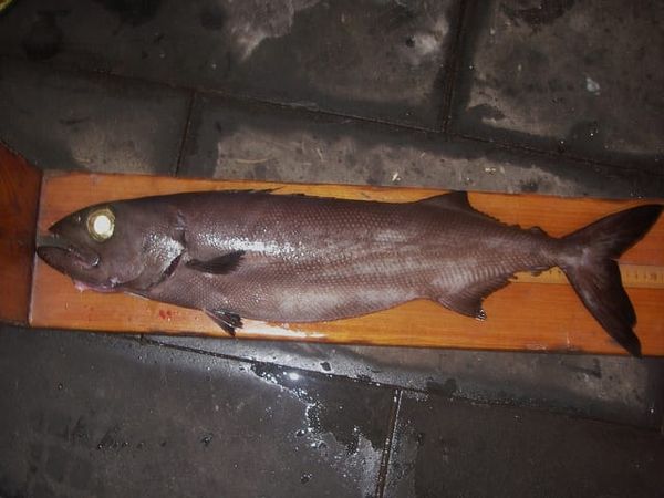 Ein Ölfisch.