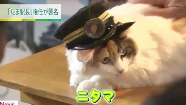 Japans neuer Katzen-Star