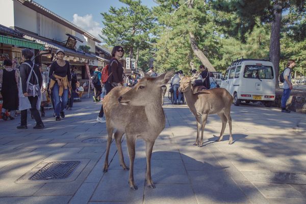 Heilige Tiere: Sikahirsche in Nara.