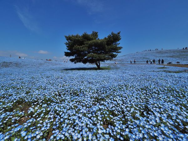 Der blaue Blütenhügel von Hitachinaka.