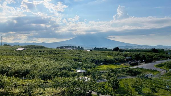 1300 Apfelbäume, 65 Sorten: Der Hirosaki City Apple Park mit dem Berg Iwaki im Hintergrund.
