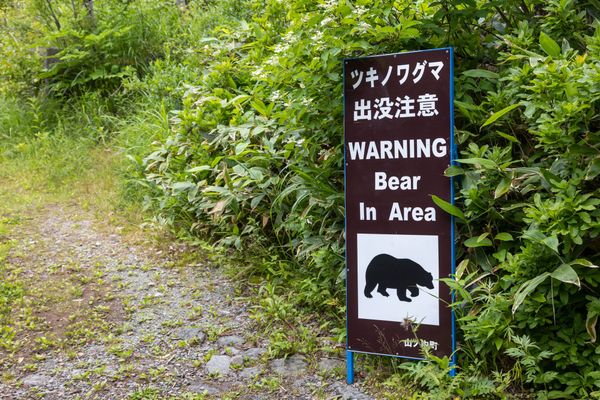 Achtung, Bär! Wichtige Verhaltensregeln in Japan