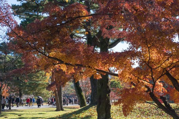 Die exklusive Herbstlaub- und Kirschblütenstrasse