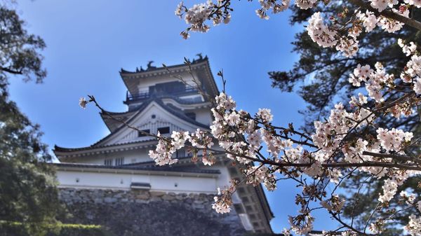 Kirschblüte 2026 – Der aktuelle Stand