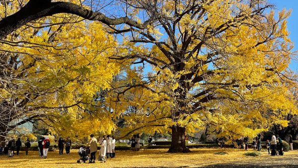 Tokios kaiserlicher Park der Gartenkunst