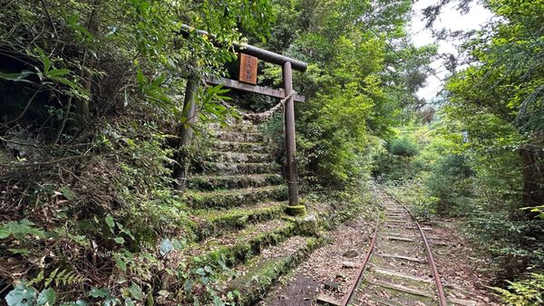 Das Dorf, das der Wald verschluckte