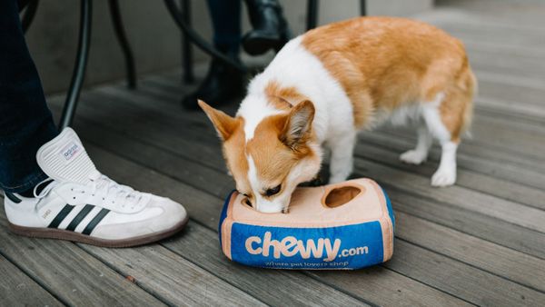 Chewy earnings show customer and Autoship growth as shares fall after results
