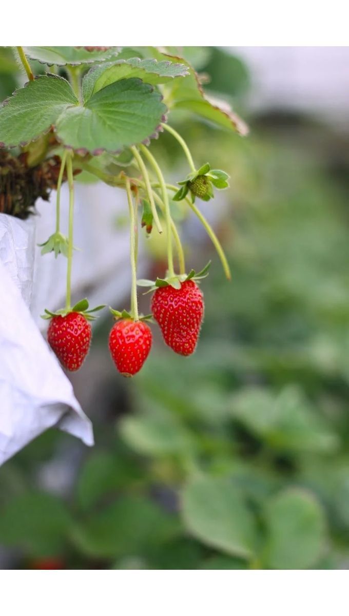Best Fertilizers for Strawberries