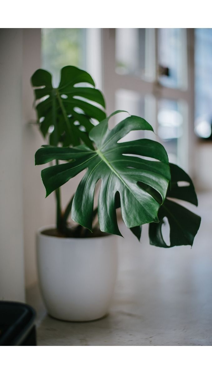 Best Humidifiers for Plants