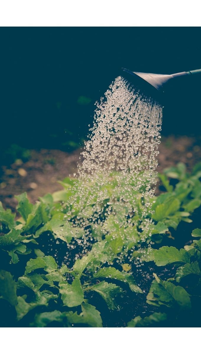 Best Lightweight Gardening Hose
