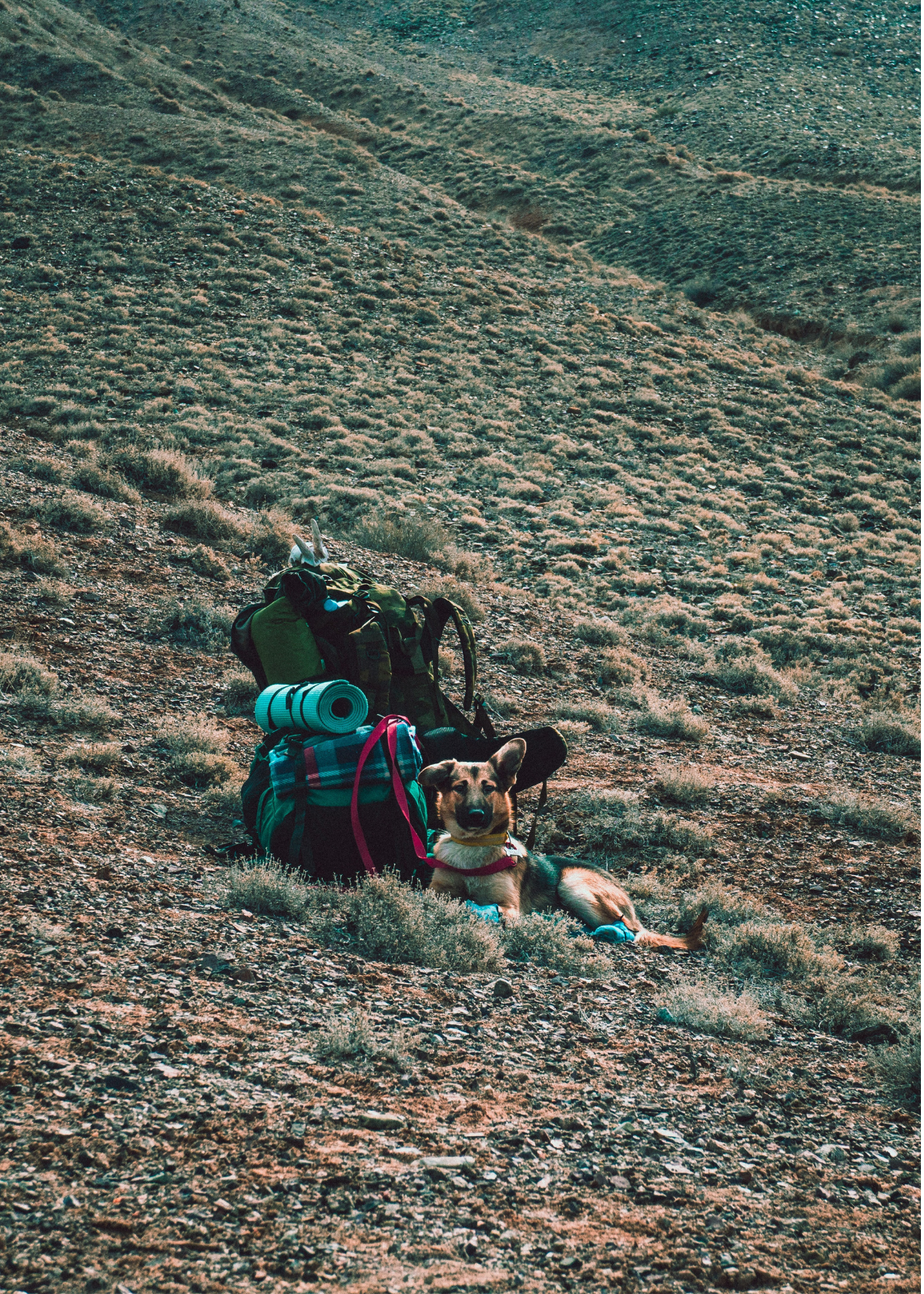 Camping with Fido? These are Must Haves!