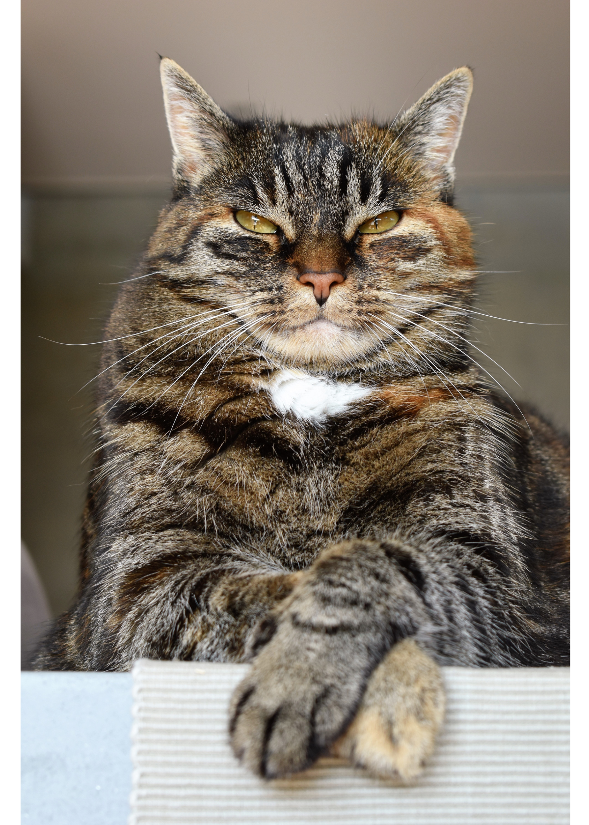 Have a Cat? Check Out These Accessories from Amazon