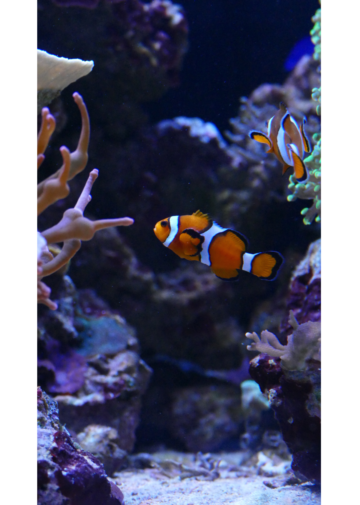 Sand, Sand Everywhere: The Best Aquarium Vacuum for a Clean Tank