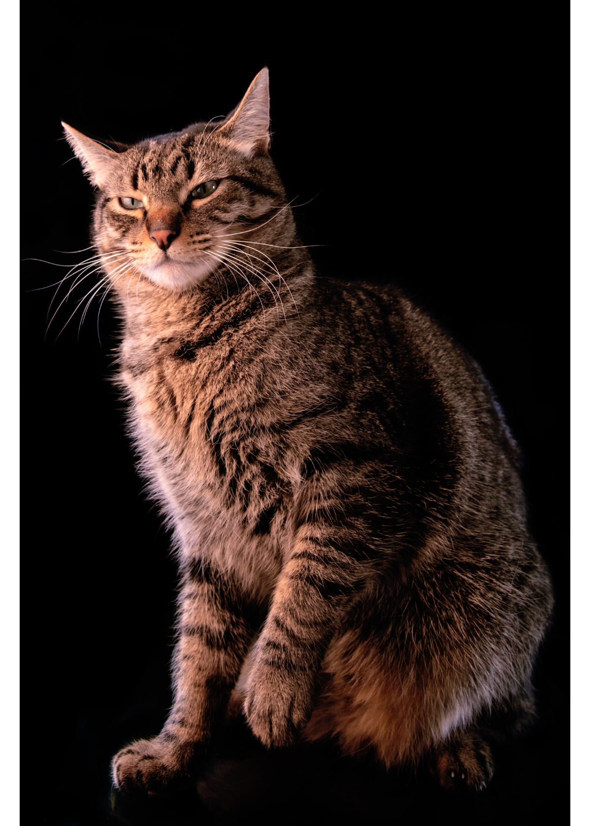 5 Best Toys for Bengal Cats